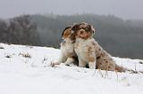 BERGER AUSTRALIEN PUPPIES 439